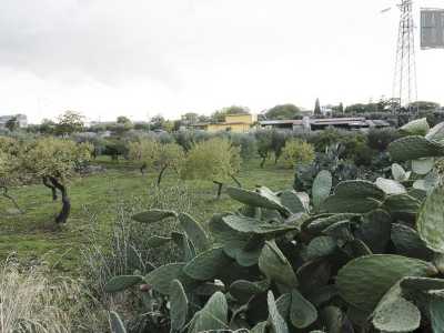 Un frutteto ai bordi della piccola strada